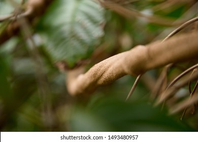 Ayahuasca Images Stock Photos Vectors Shutterstock