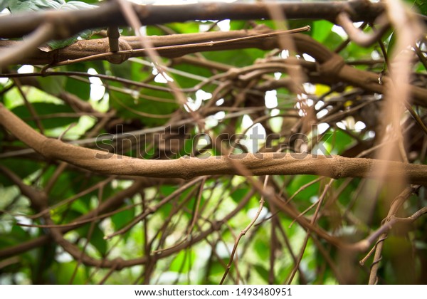 Banisteriopsis Caapi Vines One Ayahuasca Plants Stock Photo Edit