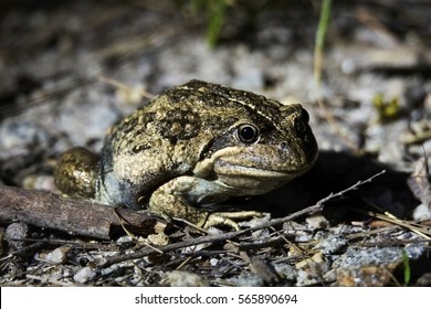 Banjo Frog