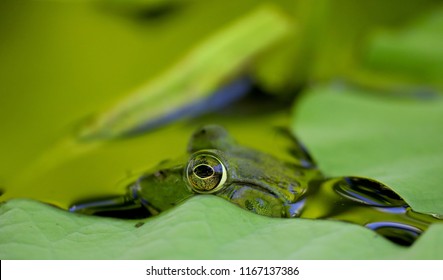 Banjo Frog Hiding In Lilly Pads.