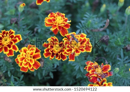 Similar – Image, Stock Photo wasp Plant Blossom Bud