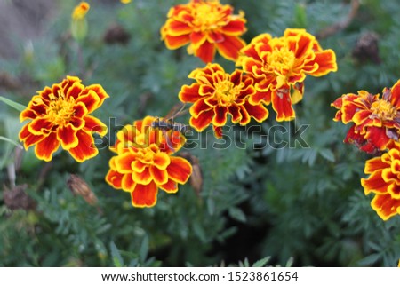 Similar – Image, Stock Photo wasp Plant Blossom Bud