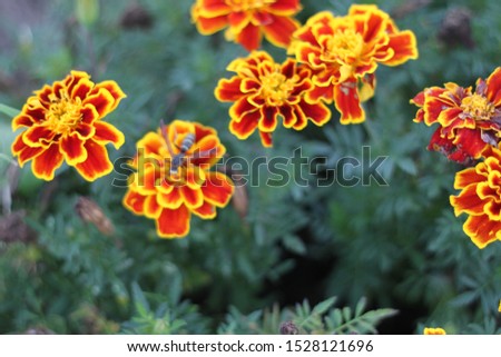 Similar – Image, Stock Photo wasp Plant Blossom Bud