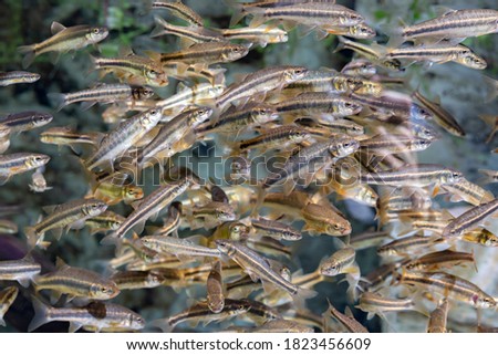 Bank of minnow fishes in the aquarium