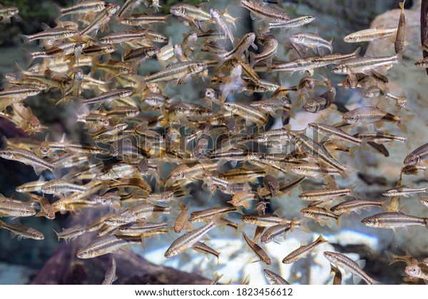 Bank of minnow fishes in
the aquarium