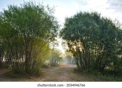 Bank Of The Moksha River On The Border Of Bashkiria