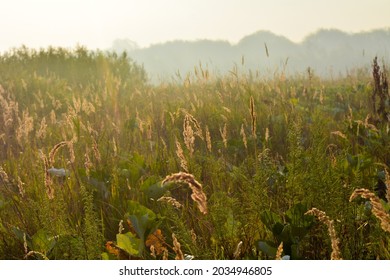 Bank Of The Moksha River On The Border Of Bashkiria