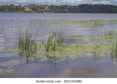 The Bank Of A River Or Lake Overgrown With Cattails, Potbelly And Aquatic Plants.