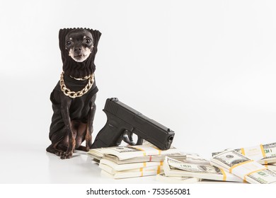 Bank Robber. Armed Robbery. The Dog Is A Burglar.