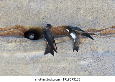 Bank Swallow Nesting Time On A Summer Day