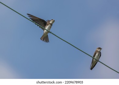 Bank Swallow Perching On The Electrical Wire.