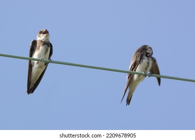 Bank Swallow Perching On The Electrical Wire.