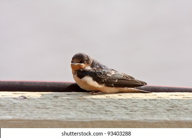 Bank Swallow Resting On Bridge Plank