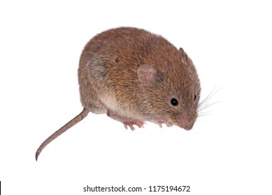 Mulot High Res Stock Images Shutterstock