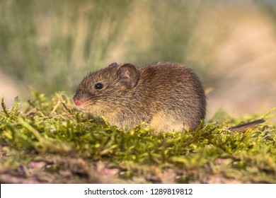 1,086 Bank vole Images, Stock Photos & Vectors | Shutterstock