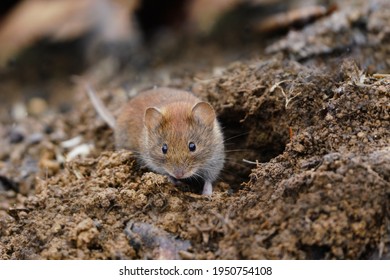 Bank Vole Sitting By Your Burrow. Myodes Glareolus.