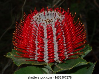 Banksia Coccinea, South Western Australia