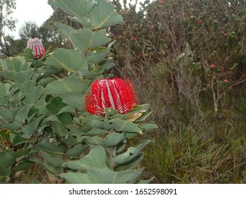 Banksia Coccinea, South Western Australia