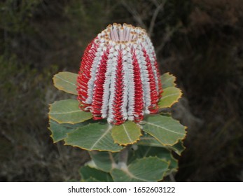 Banksia Coccinea, South Western Australia