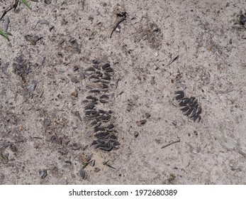 Banksia Cone, Fossilizing In Sandy Soil