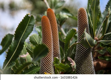 Banksia Cone Plant Coastal Australia