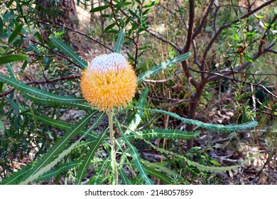 Banksia Flower (Baxteri) Australian Native Flora