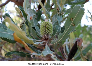Banksia Flower Immature (Lehmanniana) Australian Native Flora