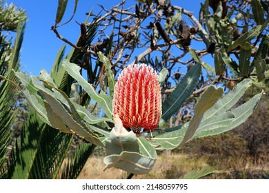 Banksia Flower (Menziesii) Australian Native Flora