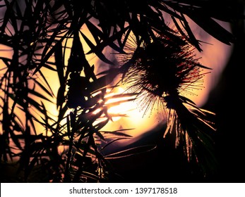 Banksia Flower At Sunset Silhouette And Red Flower