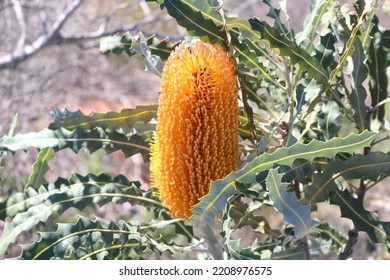 Banksia Flowering In Cape Range National Park