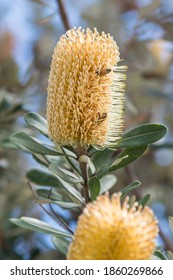 Banksia flowers, cones and bees at Gosford on the Central Coast of NSW, Australia