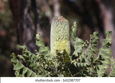 Banksia Grandis, South Western Australia