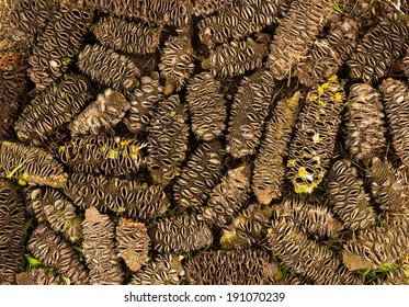 Banksia Marginata Cones Dried Out And Open Up.