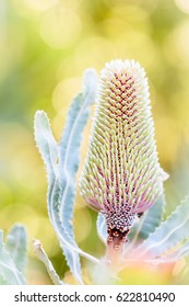 Banksia menziesii - artistic rendition -  commonly known as firewood banksia, is a species of flowering plant in the genus Banksia.