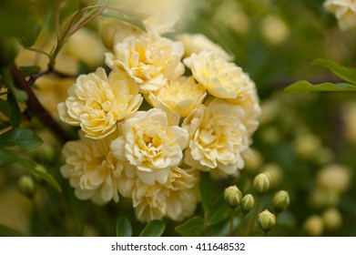 Banksia Rose