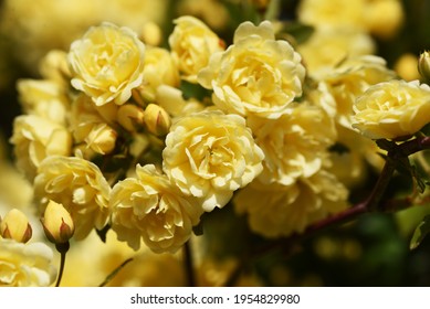 Banksia rose flowers. Rosaceae evergreen vine shrub. - Powered by Shutterstock