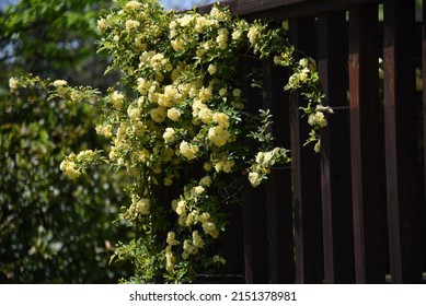 Banksia Rose Flowers. Rosaceae Evergreen Vine Shrub. The Pale Yellow Double Flowers Bloom From April To May. It Has No Thorns On Its Branches And Is Used For Garden Arches And Fences.