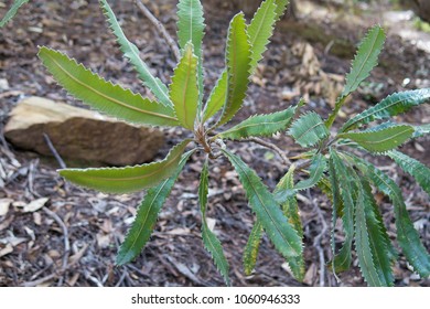 Banksia Serrata Plant 