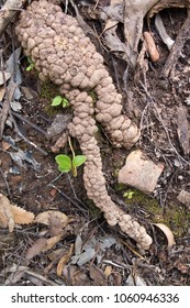 Banksia Serrata Plant 