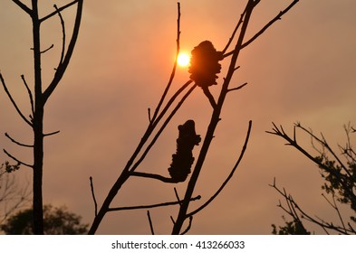 Banksia Silhouette Before A Bushfire Sun