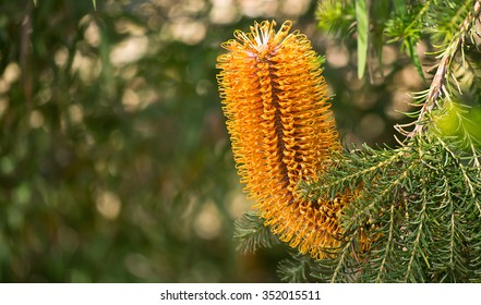 Banksia Sp. An Australian Plant, Flowering At An Arboretum In California