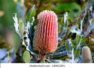 Banksia Tree