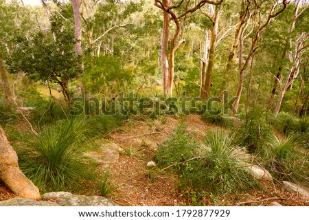 Banksias Blue gums and grass trees adorn a vista above the Lane cove river in the area of historic Fiddens wharf 