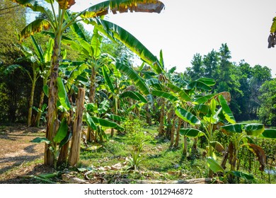 Bannana Green Garden 