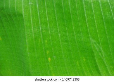 Bannana Leaf Texture And Background.