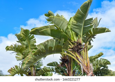 Bannana Palm Trees And Leaves