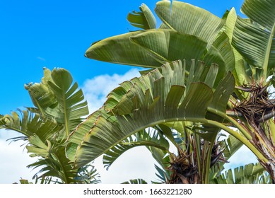 Bannana Palm Trees And Leaves