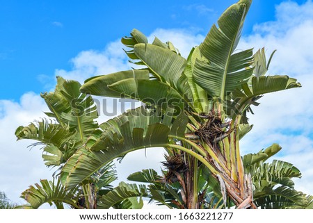 bannana palm trees and leaves
