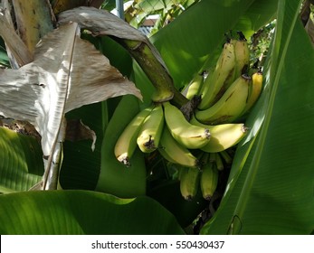 Bannana Tree