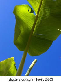 Bannana Tree Leaf Detail Texture